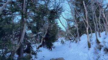 A tranquil and serene winter pathway surrounded by beautifully snowcovered trees in a peaceful forest setting photo