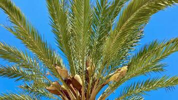 A stunning and vibrant view of a tall palm tree with its lush, green fronds swaying under a bright blue sky photo