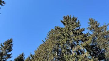 Vibrant green trees contrasting against a bright blue sky, perfect for nature lovers and landscape enthusiasts. photo