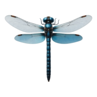 Close-up of a blue dragonfly with detailed wings and body, set against a transparent background png
