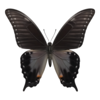 Elegant Black Butterfly with Detailed Wing Patterns png