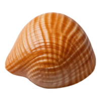 Close-up of a glossy orange and white seashell against a transparent background. png