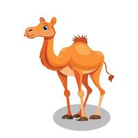 Camel is standing happy cartoon illustration animal nature icon vector