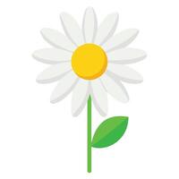 Simple Daisy Illustration with White Petals Yellow Center and Green Stem vector