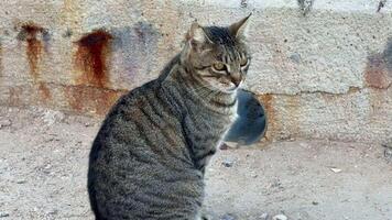 A contemplative tabby cat sits quietly, gazing around and showcasing its striking, beautifully striped fur coat photo
