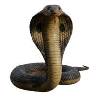 Cobra Snake Dangerous Reptile Venomous Golden Hood png