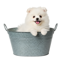 White puppy dog with fluffy fur and innocent expression png
