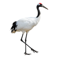 Gray heron bird with long neck and aquatic environment png