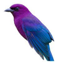 Purple hummingbird with wings spread in graceful flight png