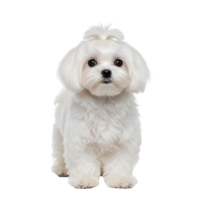 White fluffy puppy with soft fur and cute appearance png