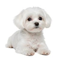 White small dog with adorable expression and fluffy coat png