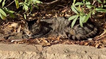 Two playful cats can be seen lounging comfortably among the vibrant leaves, fully enjoying a sunny day photo