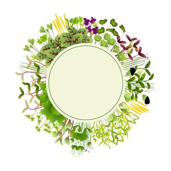 Circle of microgreens surrounding a blank space for text vector