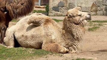 A tranquil and serene scene featuring camels peacefully resting in their natural desert environment photo