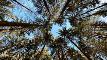 A stunning view of tall trees reaching for the blue sky, showcasing natures tranquility and splendor photo