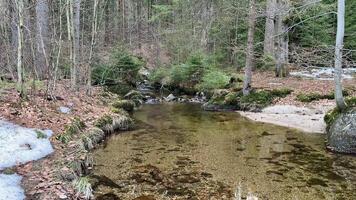 A tranquil forest stream featuring clear water and reflective surfaces, illuminating nature's beauty. photo