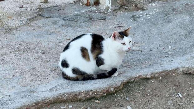 A charming cat with beautiful patterns rests on a stone path in a serene outdoor setting of tranquility photo