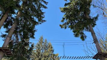 A breathtakingly scenic view of a suspended bridge elegantly connecting two towering trees beneath a bright blue sky photo