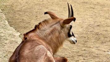 A graceful antelope rests peacefully in its serene habitat, showcasing its stunning features amidst tranquility video