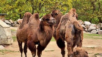 A captivating view of camels roaming in a lush environment, showcasing their unique characteristics. video