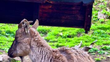 A majestic mountain goat grazes peacefully in lush greenery, highlighting its unique features in detail video