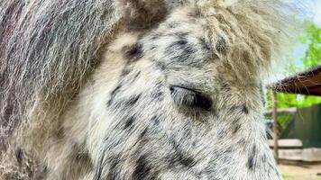 Captivating close-up of a speckled pony enjoying the outdoors. Perfect for animal lovers and nature enthusiasts. video