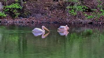 A stunningly beautiful scene showcases pelicans peacefully gliding in tranquil water, surrounded by lush nature video