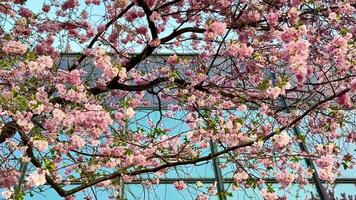 Pink cherry blossoms flutter softly against a clear blue sky, beautifully capturing springs arrival video