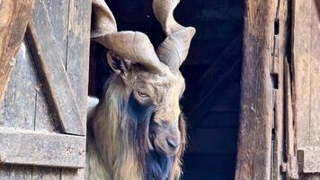 A strikingly beautiful goat with impressive and majestic horns proudly stands gracefully in a rustic barn setting video