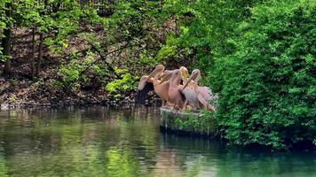 A serene and peaceful scene of pelicans resting gracefully by the waters edge, surrounded by lush green foliage video