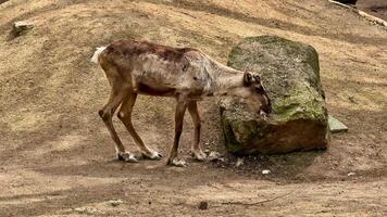 A curious reindeer explores its surroundings, showcasing the beauty of nature and its diverse wildlife video