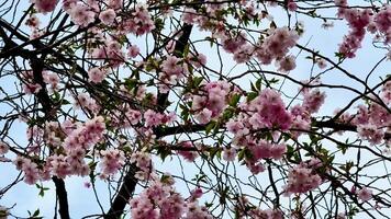 A stunning and breathtaking view of cherry blossoms blooming beautifully in full bloom against a bright blue sky video