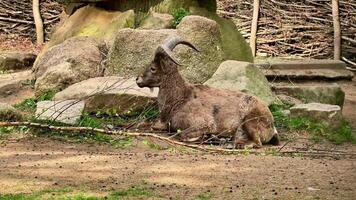 A tranquil moment featuring a mountain goat peacefully at rest amidst its beautiful natural surroundings video