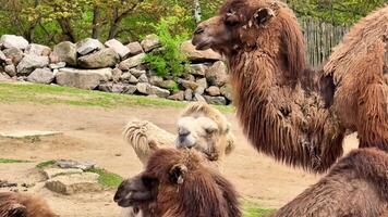 Camels enjoy a lush green environment filled with vibrant flora and fauna, illustrating natures beauty video
