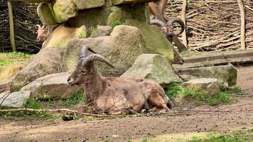 Mountain goats are peacefully resting near rocky terrain, showcasing their natural behavior in a tranquil setting video