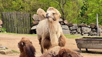 Discover and explore the tranquil and serene life of Bactrian camels amidst a vibrant and lush environment video