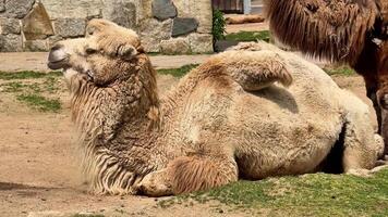 A tranquil Bactrian camel is peacefully lounging in a natural setting, clearly showcasing its unique features video
