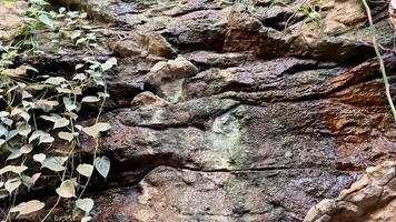 Discover the captivating and intricate textures of this unique rock formation that is adorned with creeping vines video