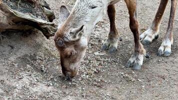 A reindeer is grazing and exploring its natural surroundings in search of food on the ground and in nature video