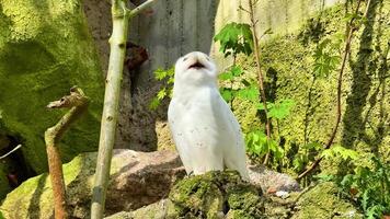 A captivating white owl gracefully displaying its stunning charm within a lush, vibrant green environment video
