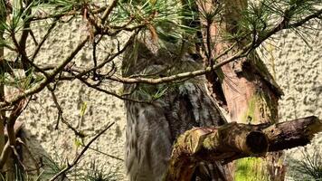 An owl cleverly blends beautifully into its natural surroundings, demonstrating its unique and stunning plumage video