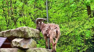 A majestic mountain goat stands on rocky outcrops, surrounded by lush greenery, showcasing natures beauty video