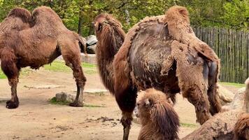 Three Bactrian camels are seen in their natural habitat, showcasing their distinctive twohumps meticulously video