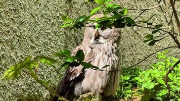 A stunning moment captures a majestic owl nestled in lush foliage, showcasing natures tranquility and peace video