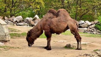 The Bactrian camel is seen discovering its vast surroundings, highlighting its unique and remarkable dualhump stature video