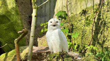 A beautiful white owl perched in a serene environment, showcasing its unique elegance and distinctive features video