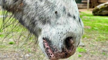 The snout of a gray horse features unique and distinctive markings while it is standing in a green environment video