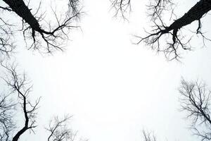 Bare tree branches reaching towards cloudy sky, creating serene winter scene photo