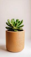 vibrant green succulent in minimalist wooden pot on neutral background photo