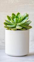 Succulent plant in white ceramic pot on wooden surface, minimal and fresh photo